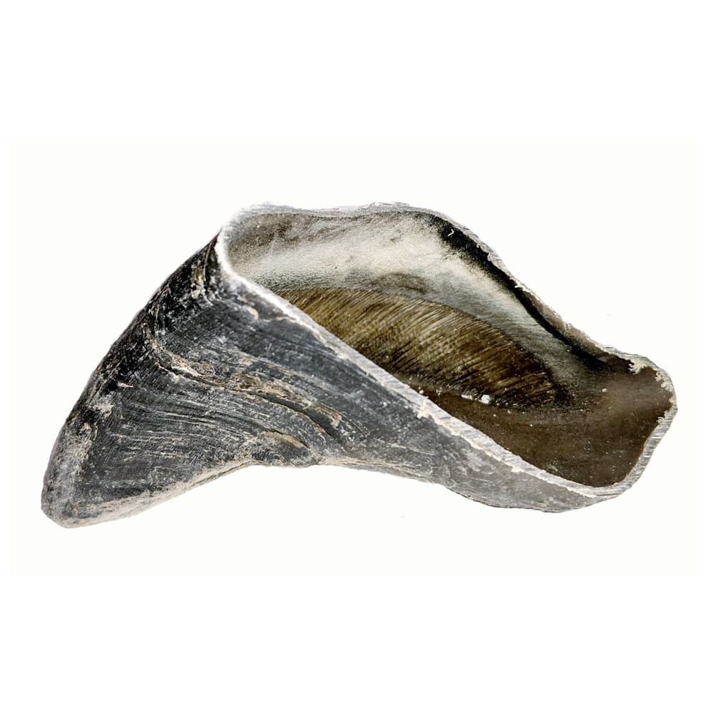 Pets Elite Ox Hoof Single